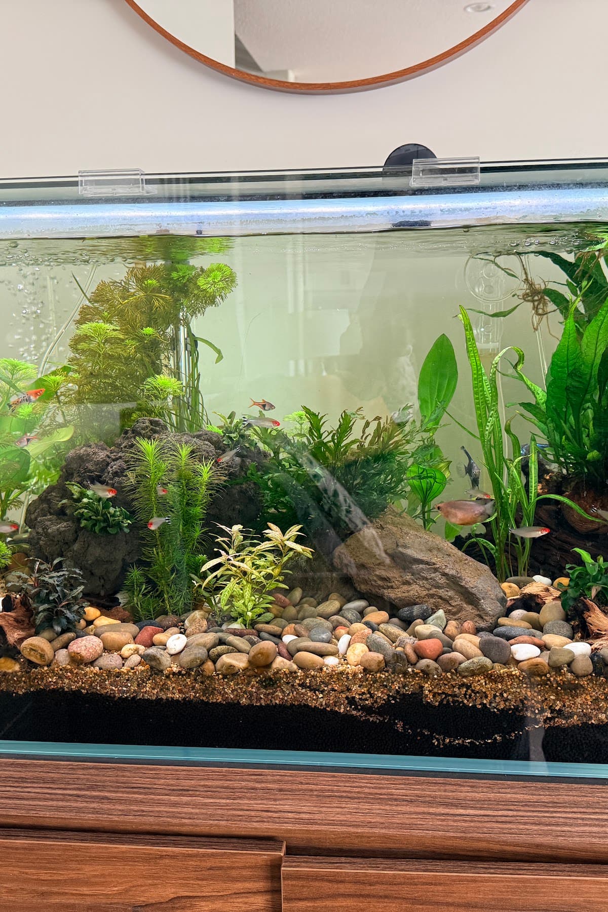 Gord Braun’s finished freshwater aquarium photographed at home