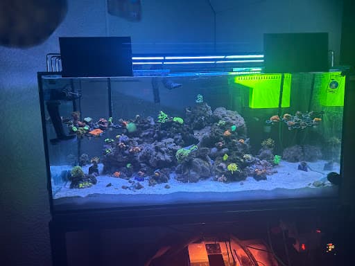 Jason IronSide’s completed reef aquarium at home
