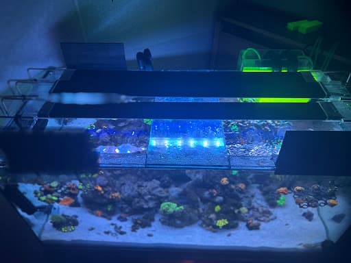 Jason IronSide’s residential reef aquarium and lighting photographed at home