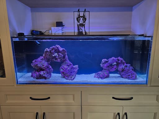 A newly started residential reef aquarium installed into built-in cabinetry
