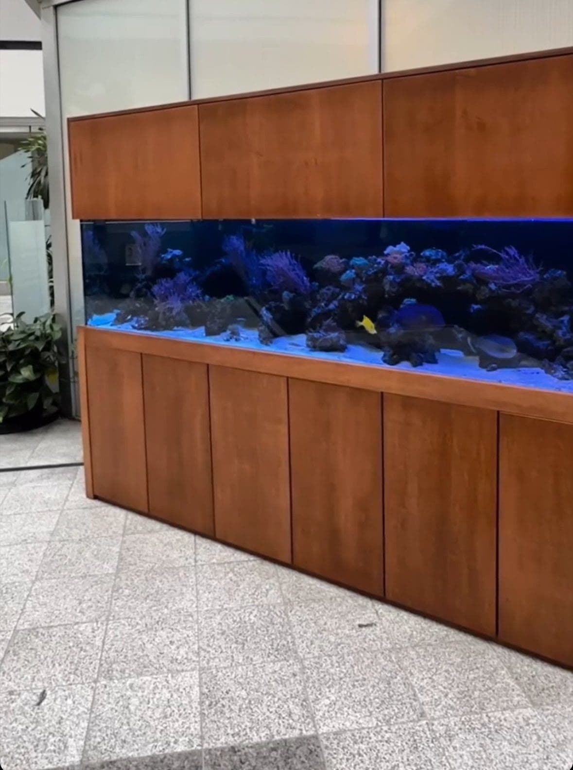 A built-in reef aquarium integrated with floor-to-ceiling cabinetry in a public-facing space