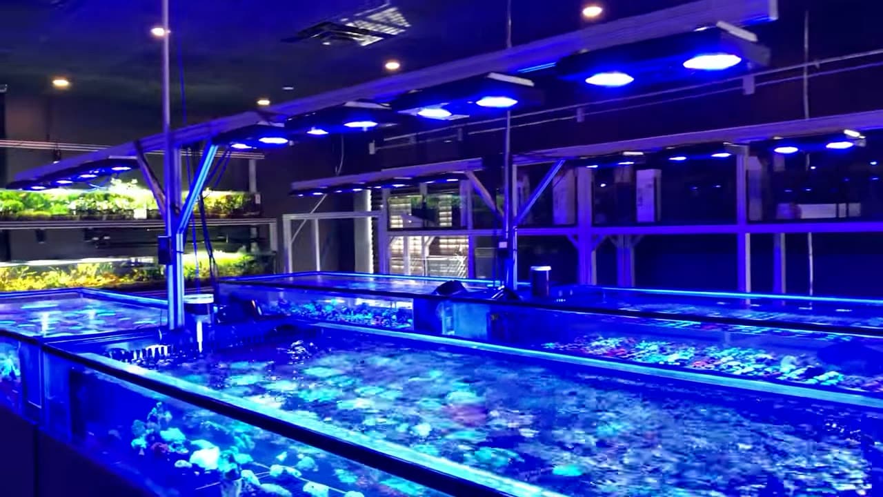Rows of illuminated coral display tanks on a retail floor