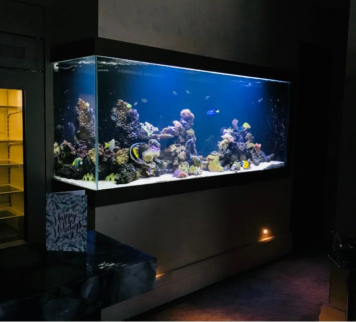 Finished reef aquarium built into a dark feature wall