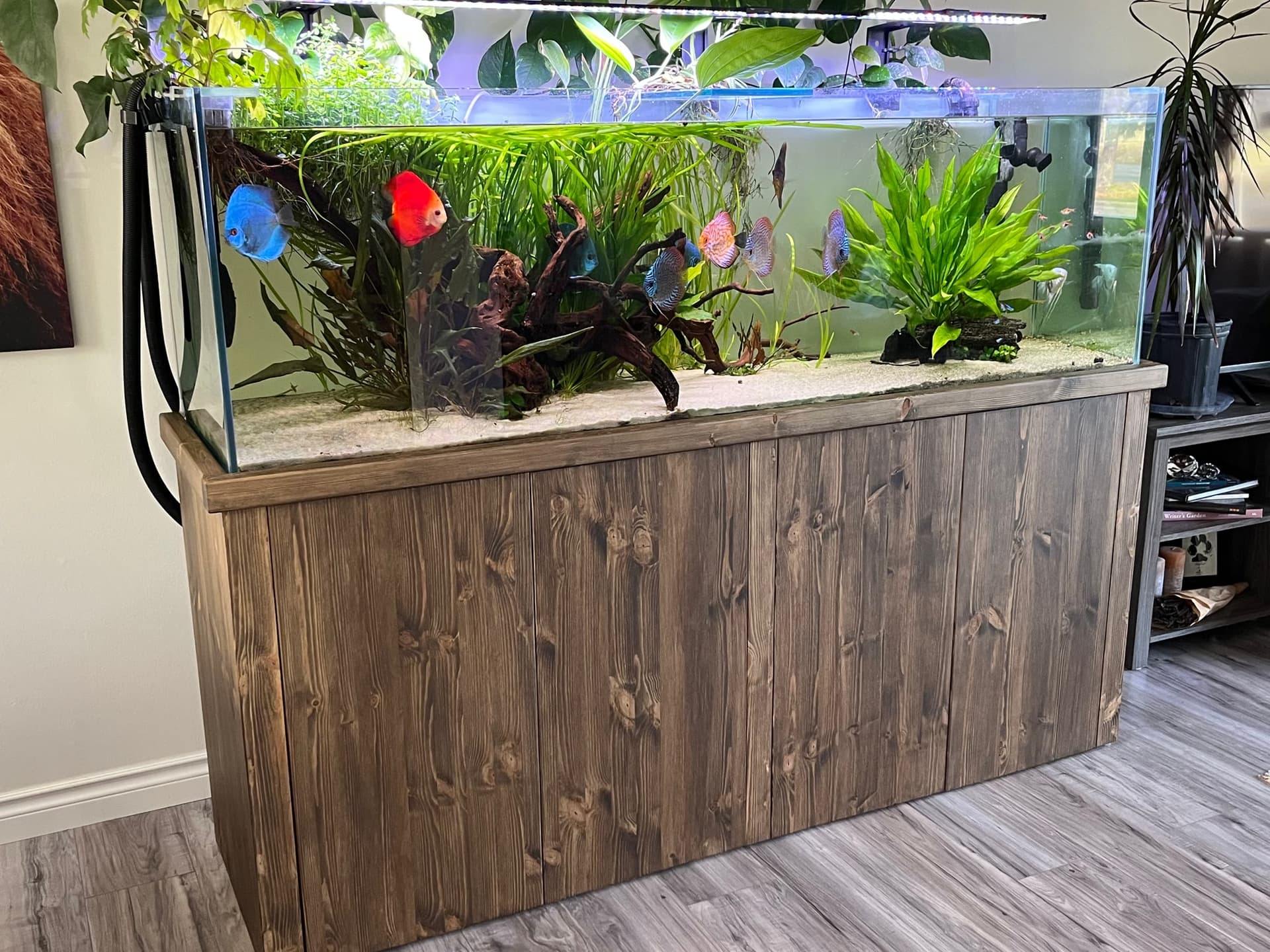 Mature freshwater aquarium with discus, live plants, and wood aquascaping