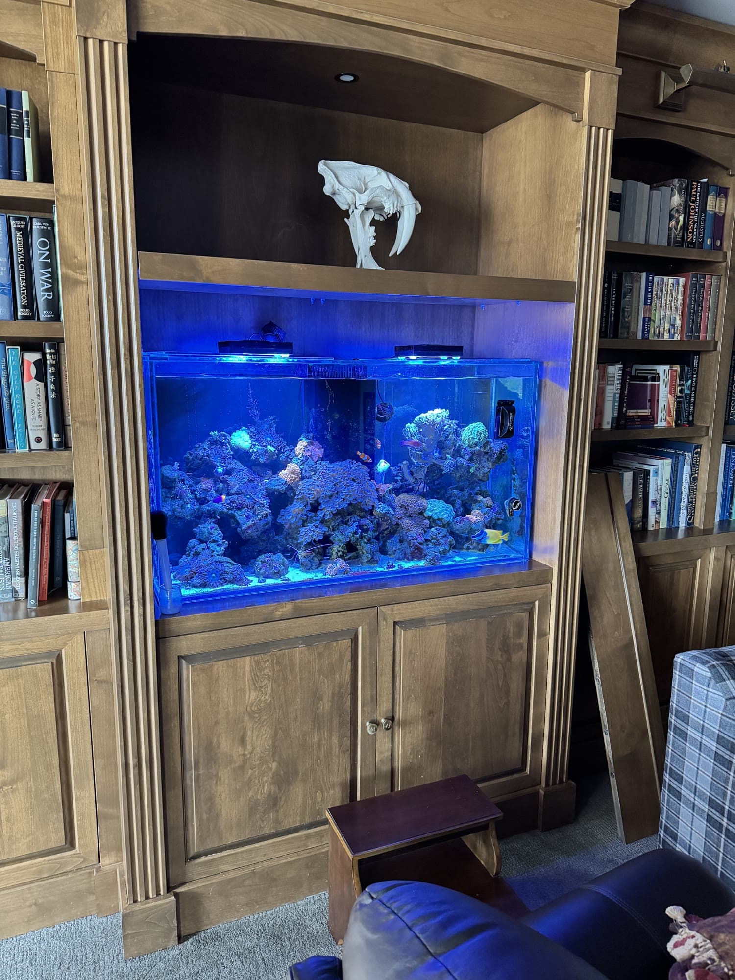 A mature reef aquarium fitted into floor-to-ceiling library cabinetry