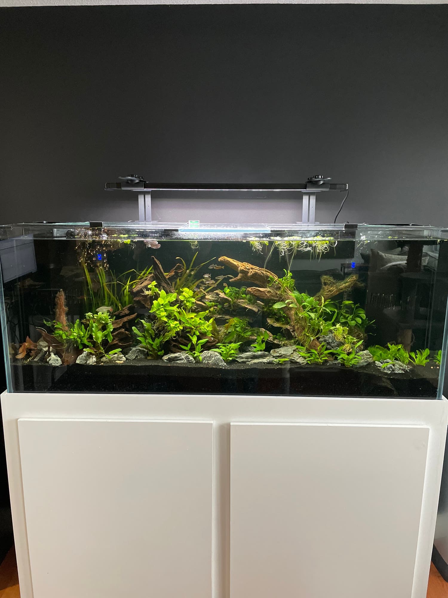 Planted freshwater aquarium on white residential cabinetry