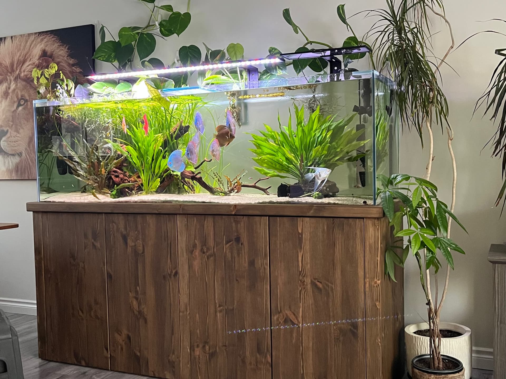 A mature planted freshwater aquarium with discus on a custom wood cabinet in a customer home