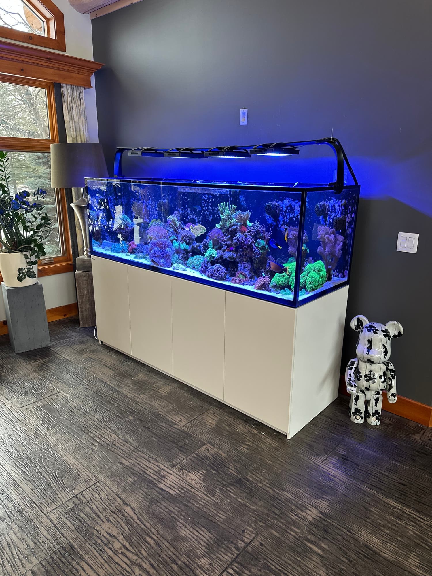 Mature reef aquarium on white cabinetry in a residential room