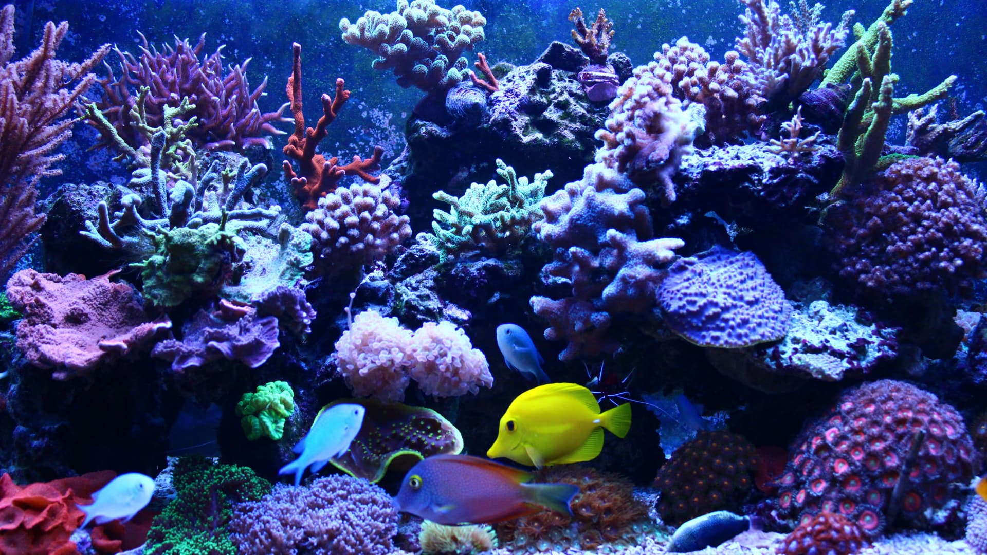 Close view of a mature reef aquarium with colourful coral and fish