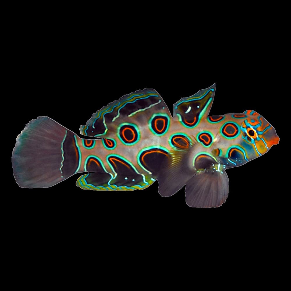Spotted Mandarin Dragonet