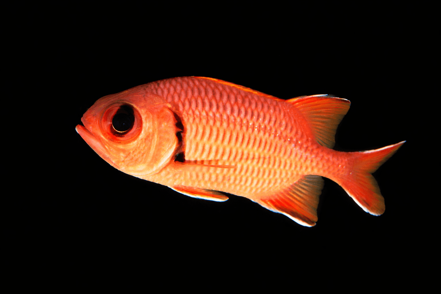 Big Eyed Squirrelfish