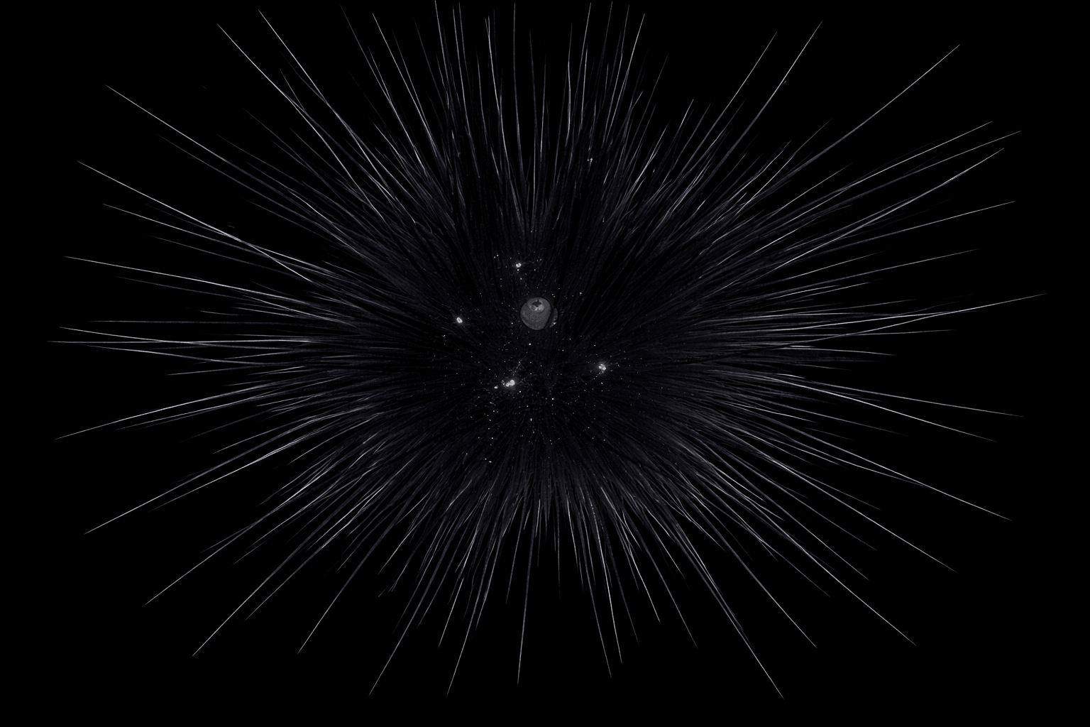 Long Spine Urchin sml