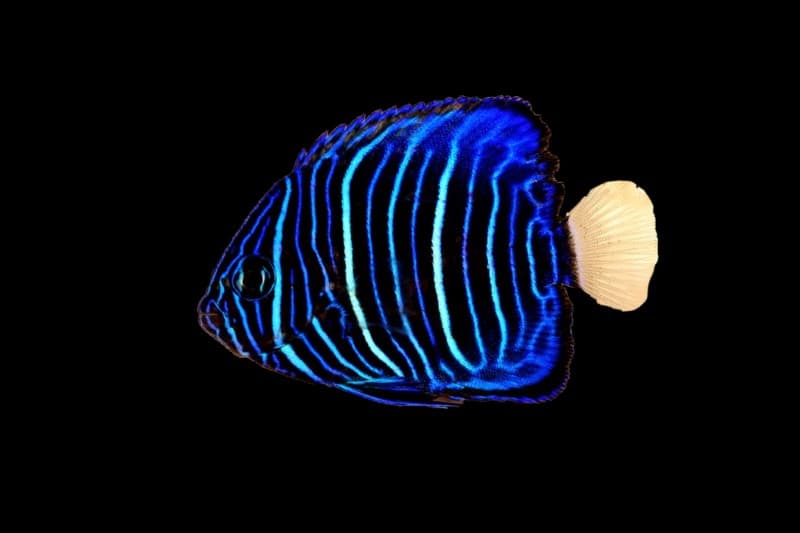 Blue Ringed Angelfish
