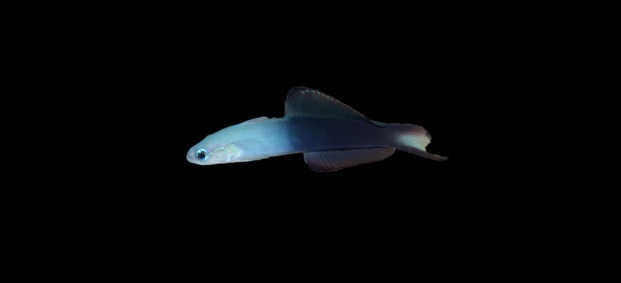 Scissortail Dartfish