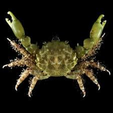 Green Emerald Crab
