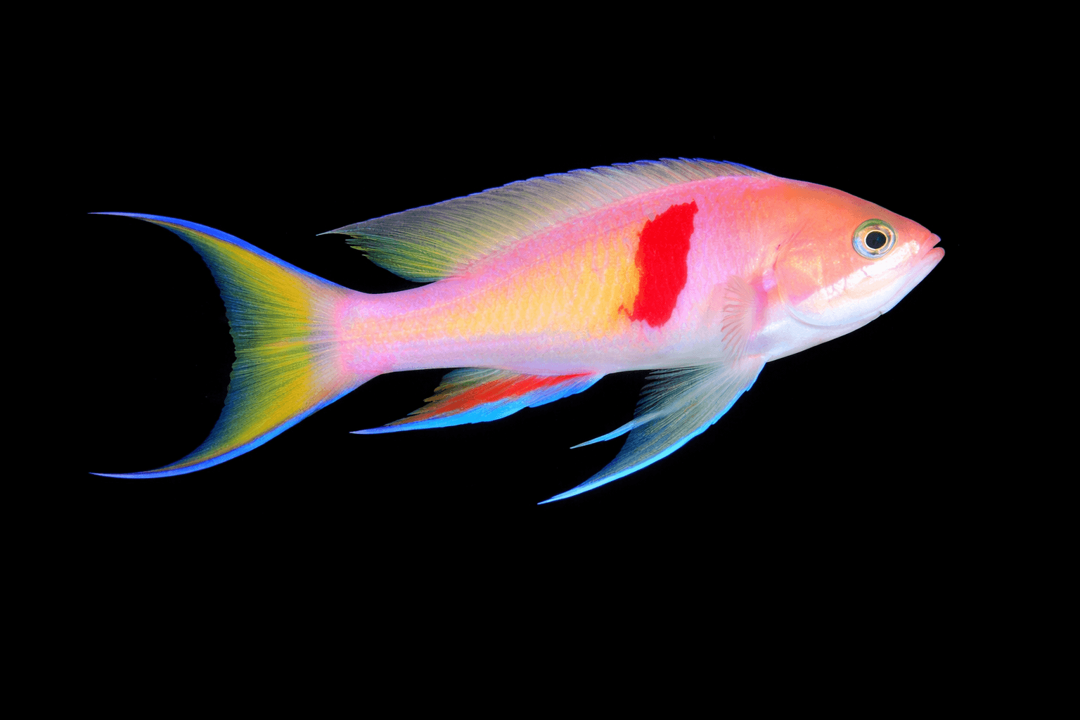 Red Fairy Anthias