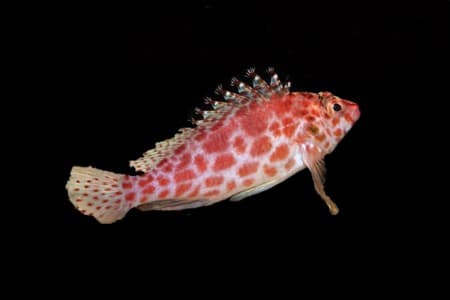 Coral Hawkfish