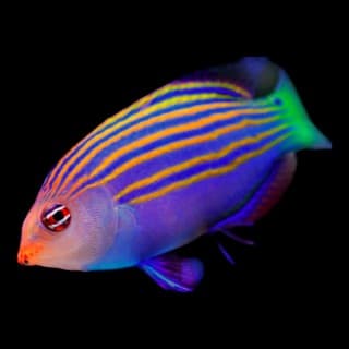 Six-Lined Wrasses