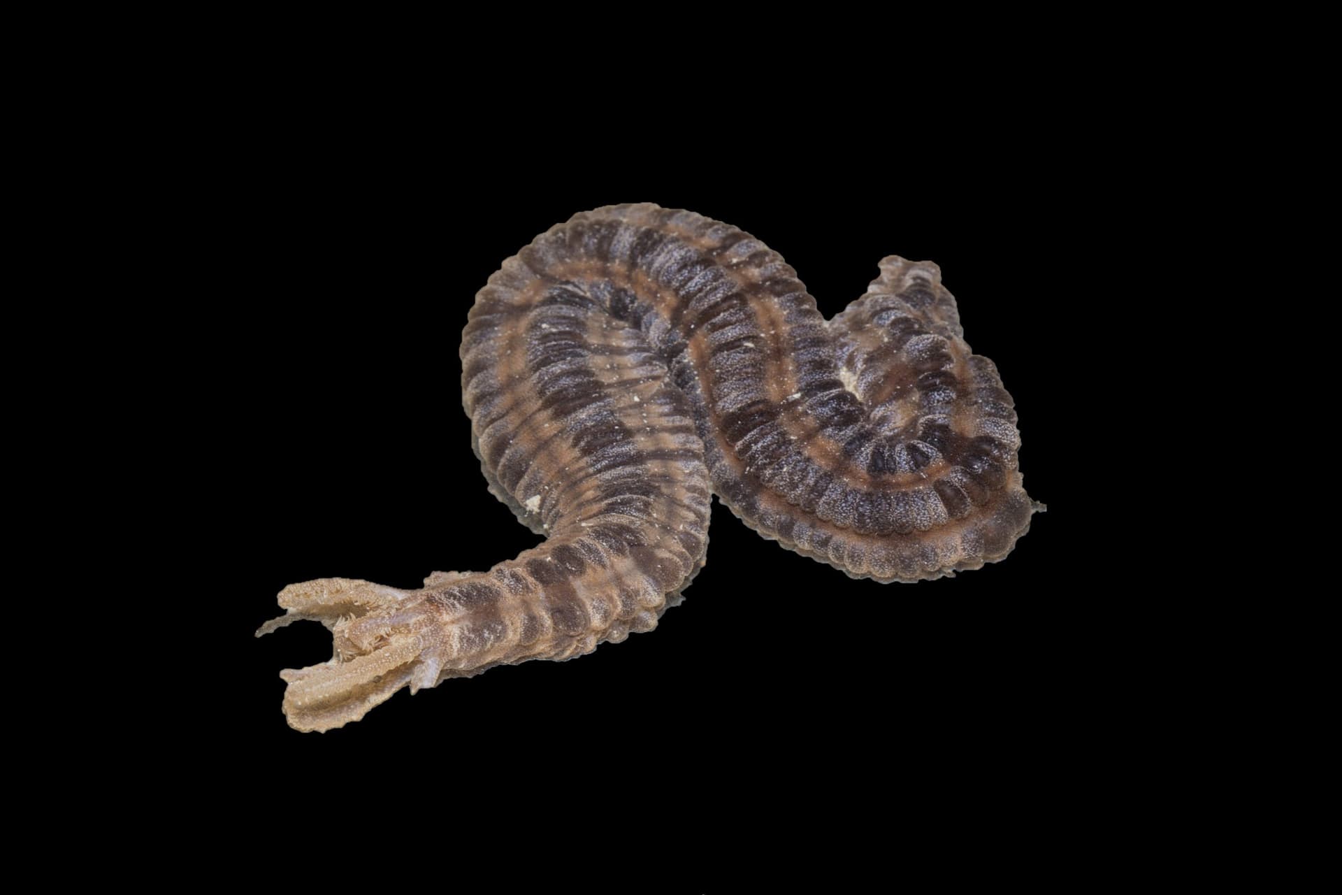 Zebra Snake Sea Cucumber