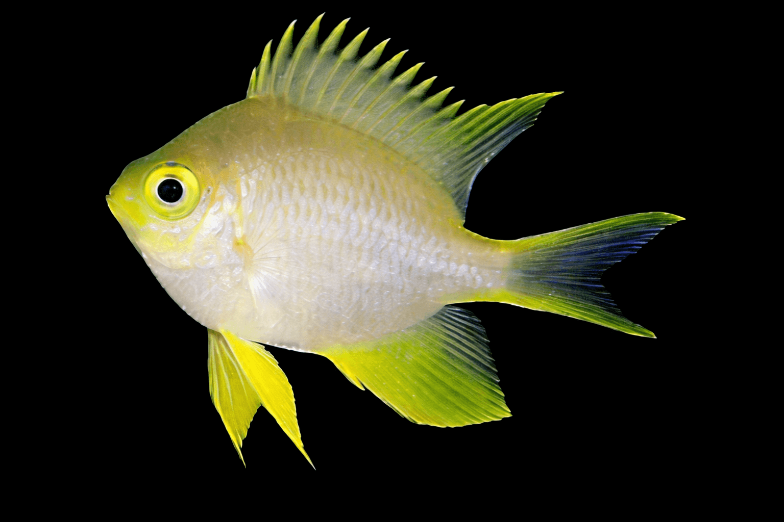Yellow Chromis