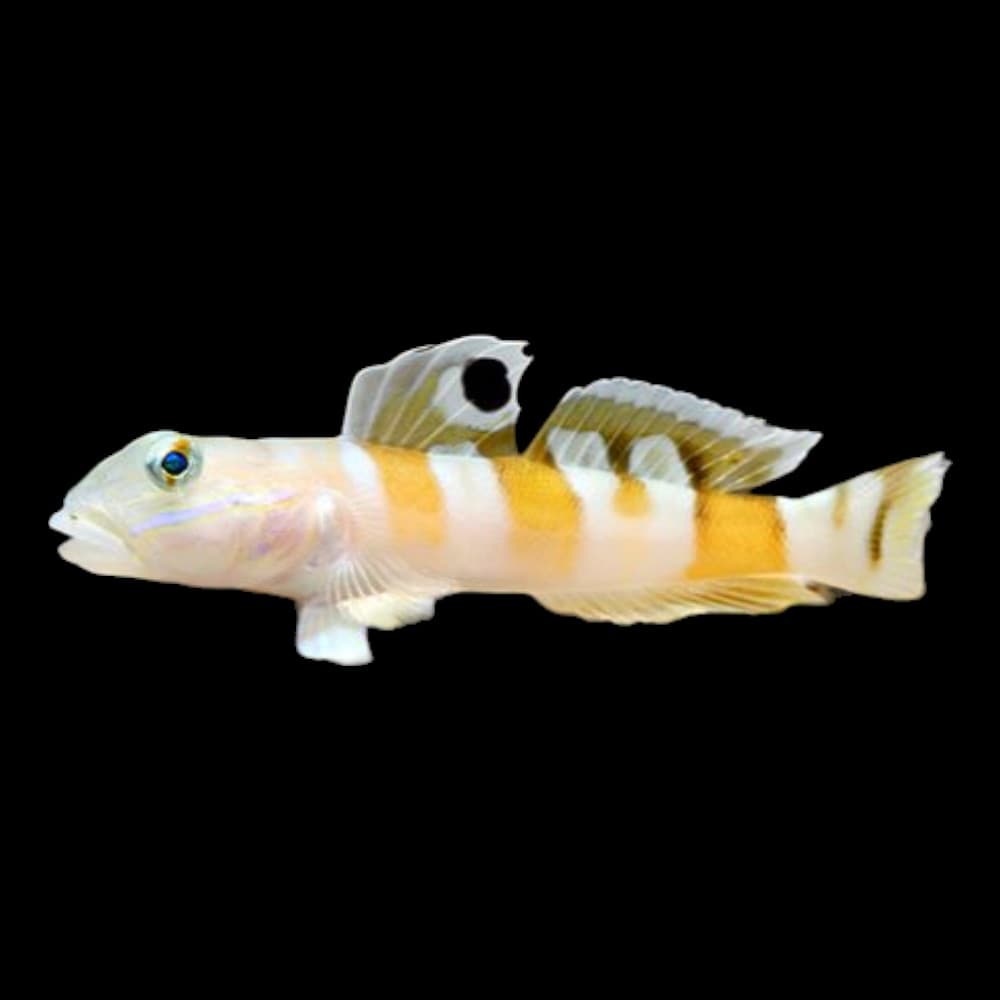 Tiger Sleeper Goby