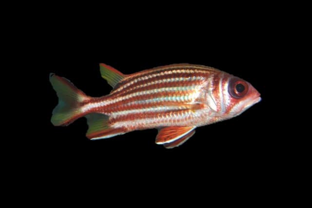 Dark-striped Squirrelfish