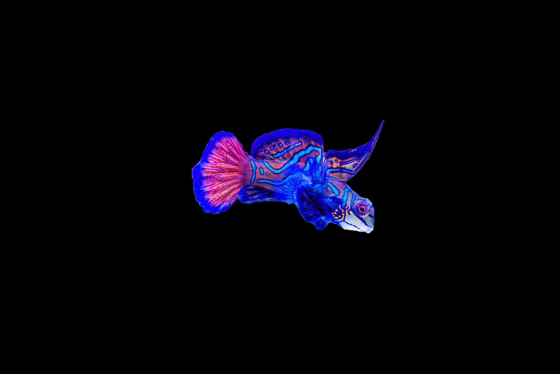 Mandarin Dragonet