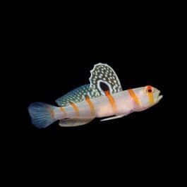 Orange Prawn Goby