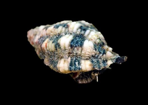 Morula Snail