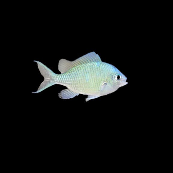 Green/Blue Chromis
