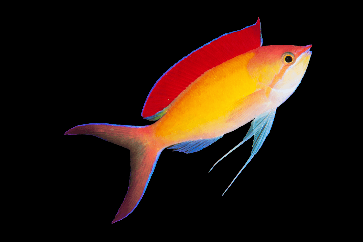 Disbar Anthias