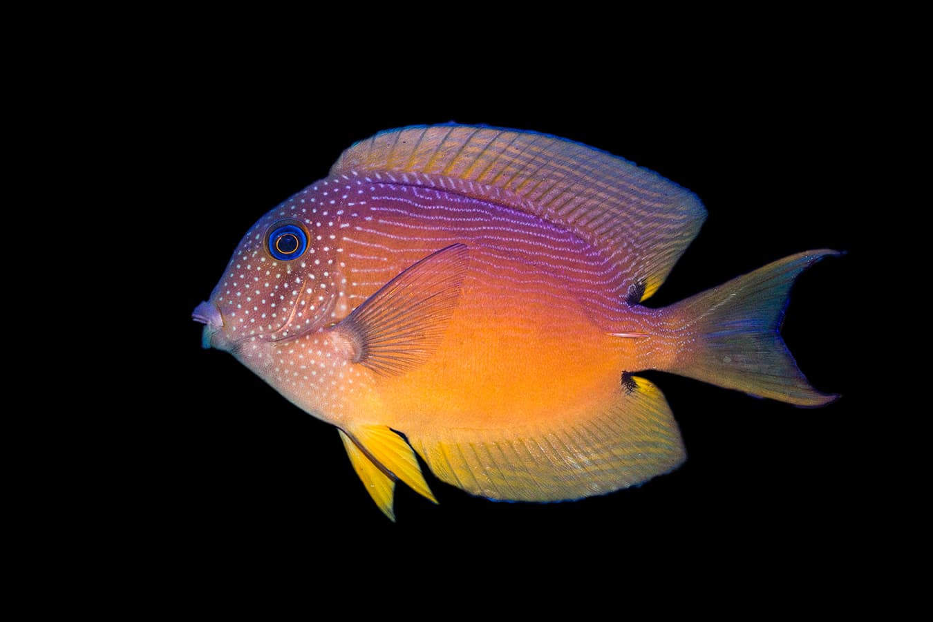 Blue Eyed Bristletooth Tang