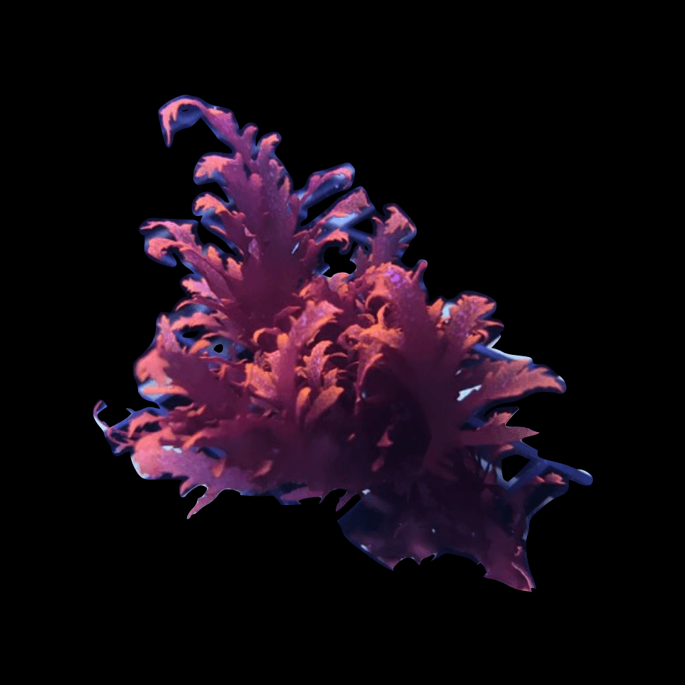 Dragons Breath Macro Algae