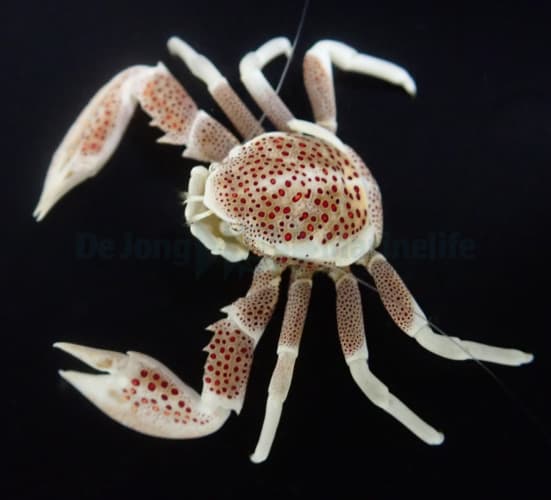 White Porcelain Crab
