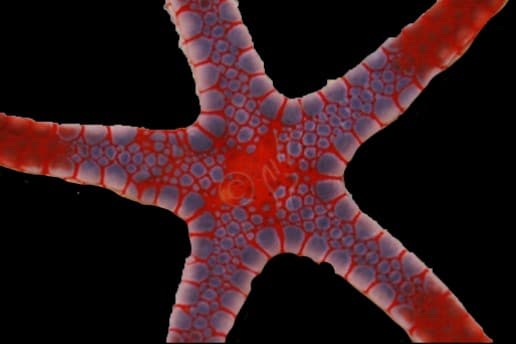 Superman Tile Seastar