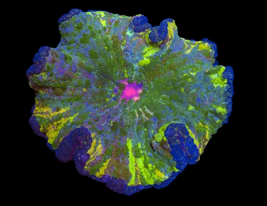 Pizza Anemone ( Multicolor )