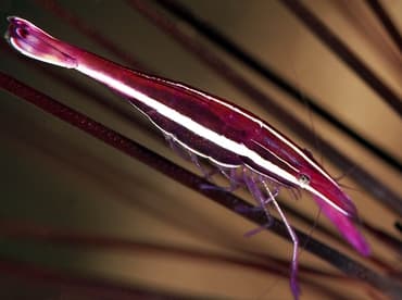 Purple Urchin Shrimp