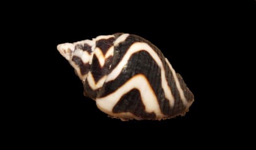 Lightning Dove Snail