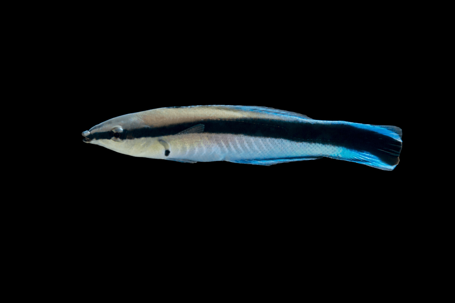Blue Streaked Cleaner Wrasse