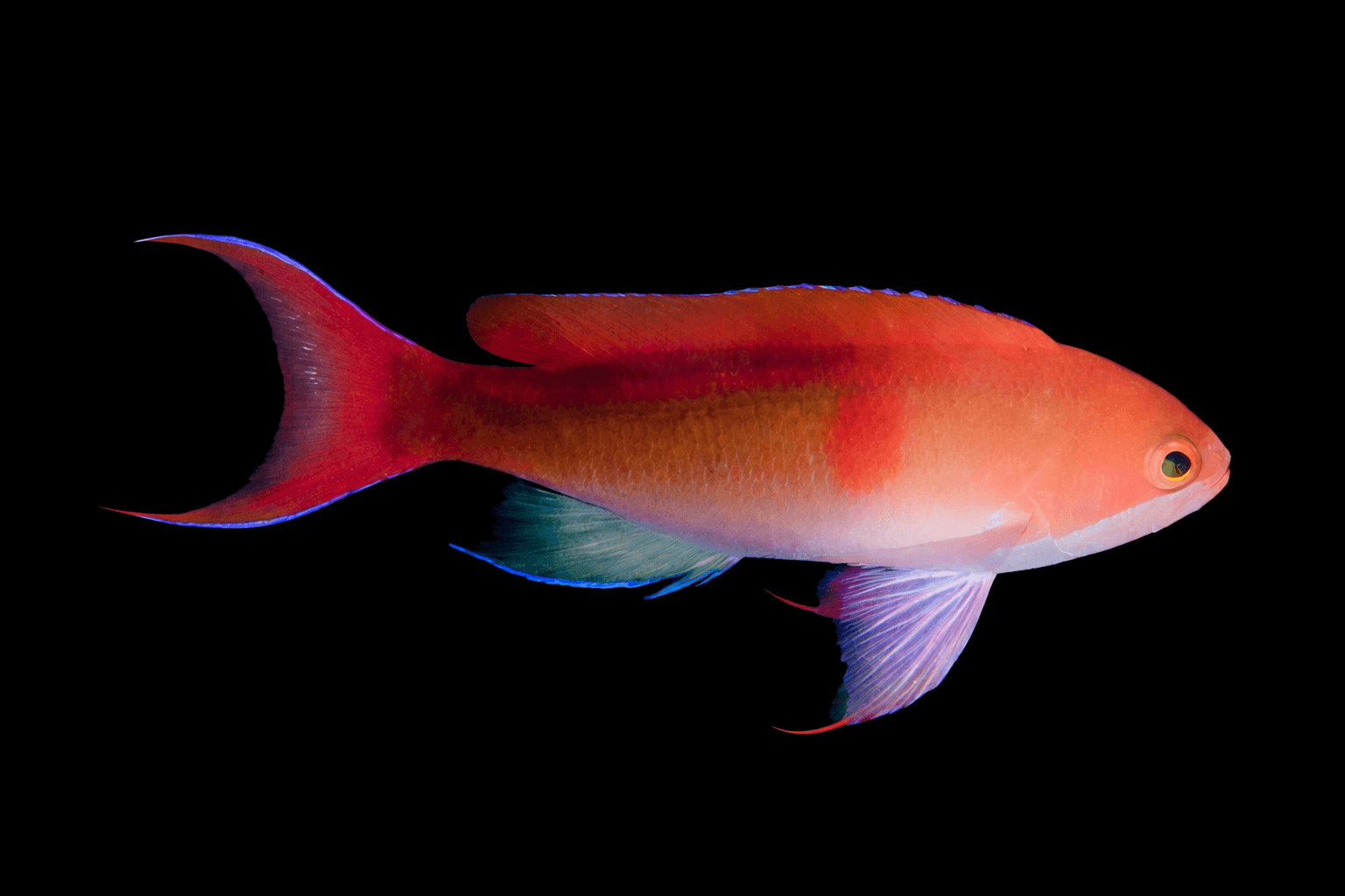 Red Bar Anthias