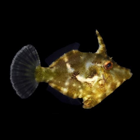 Matted Filefish
