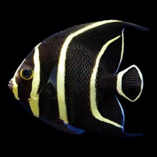 French Angelfish