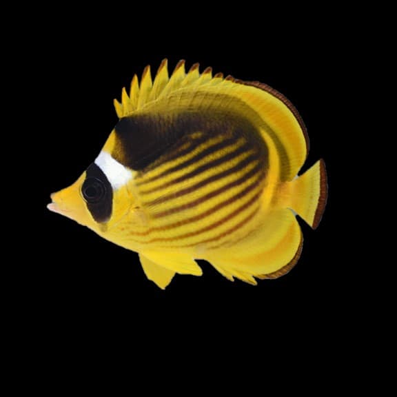 Racoon Butterfly Sml