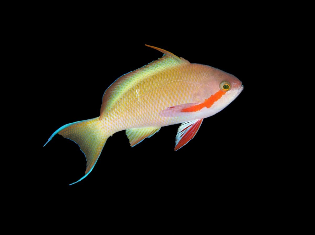 Hutchi Anthias (M)