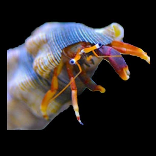 Orange Claw Hermit Crab