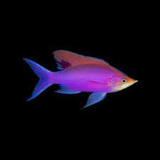 Purple Queen Anthias