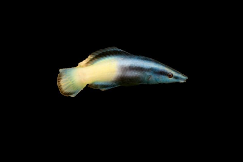 Bi-color Cleaner Wrasse
