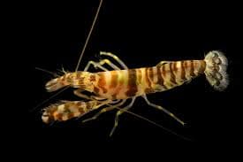 Tiger Pistol Shrimp