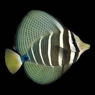 Sailfin Tang