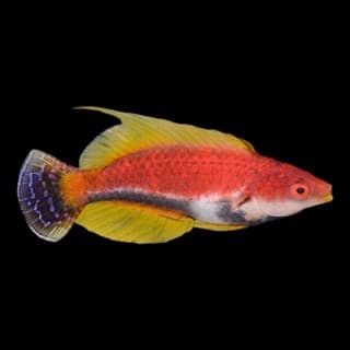 Whipfin Fairy Wrasse